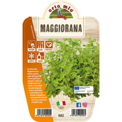 1 Pianta Di Maggiorana In Vaso 14Cm Ortomio precio
