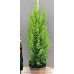 1 PIANTA DI CUPRESSUS GOLDEN CREST CIPRESSO WILMA VASO 23CM conifera precio