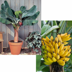 1 Pianta Di Musa Acuminata Dwarf Cavendish Banano Vaso 21Cm características