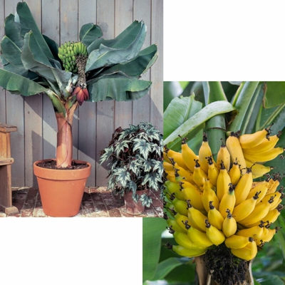 1 Pianta Di Musa Acuminata Dwarf Cavendish Banano Vaso 21Cm