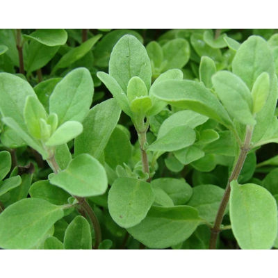 1 PIANTA MAGGIORANA IN VASO 14CM aromatica orto giardino vaso