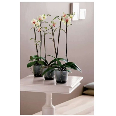 Vaso Brussels Orchid 16Cm Trasparente Elho Per Orchidee
