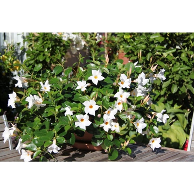 6 Piante Di Dipladenia Bianca Vaso 14Cm Sempreverdi E Rampicanti Mandevilla