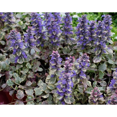 1 Pianta Ajuga Reptans Burgundy Vaso 18Cm