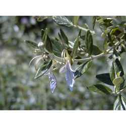 1 PIANTA DI TEUCRIUM FRUTICANS VASO 18CM Sempreverde en oferta