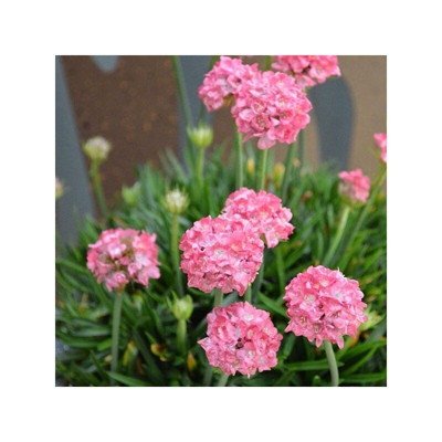 1 PIANTA DI ARMERIA DRAEMERIA SWEET VASO 12CM Perenni
