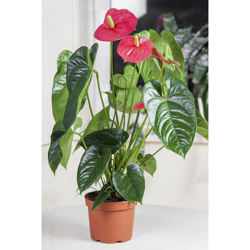 1 PIANTA DI ANTHURIUM DAKOTA ROSSO IN VASO 17CM DA INTERNO APPARTAMENTO anturio en oferta