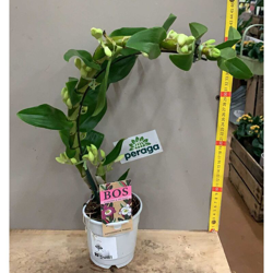 1 Pianta Di Orchidea Dendrobium Fucsia O Bianca In Vaso 12Cm precio