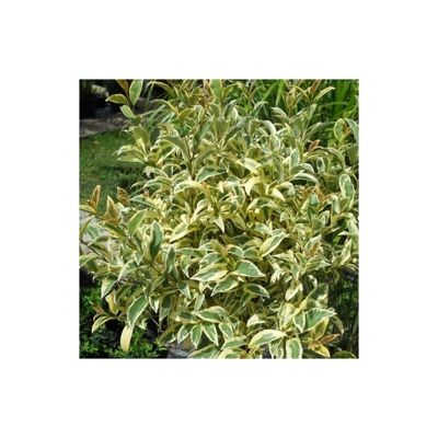 1 Pianta Di Ligustrum Ibota Musli Arbusto Perenne