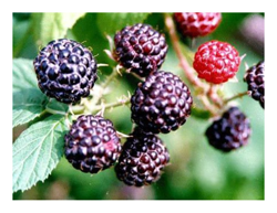 Pianta di Lampone Nero Unifero Pezzatura Media 1 pianta en oferta