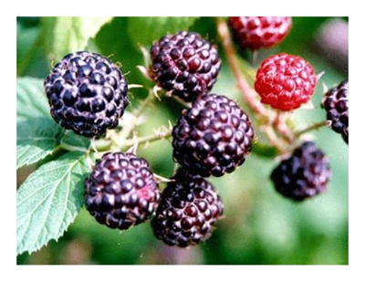 Pianta di Lampone Nero Unifero Pezzatura Media 1 pianta