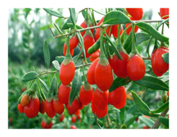 1 Pianta Di Goji Original Tibetano Con Proprieta' Antinvecchiamento en oferta