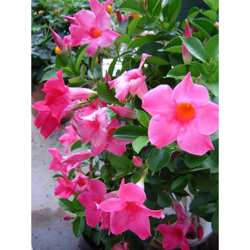 6 Piante Di Dipladenia Rosa Vaso 14Cm Sempreverdi E Rampicanti Mandevilla precio