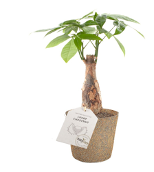 1 Pianta Di Pachira Acquatica In Vaso 9Cm Da Interno Appartamento precio