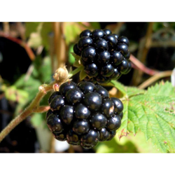 1 Pianta Mora Loch Ness Maturazione In Agosto Piante Da Frutto precio