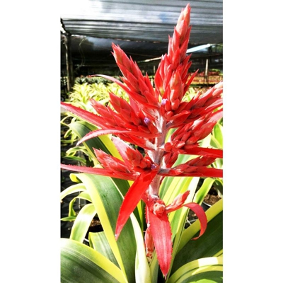 1 Pianta Di Aechmea Felice Rosso Vaso 15Cm Pianta Da Appartamento