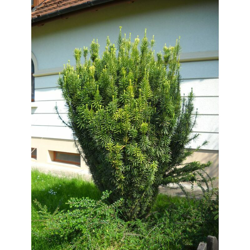 1 PIANTA DI CEPHALOTAXUS HARRINGTONIA FASTIGIATA IN VASO 19CM IN VASO 19CM conifera características