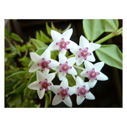 1 PIANTA HOYA BELLA FIORE DI CERA VASO 14CM Perenni precio