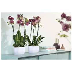Elho Fioriera Per Orchidee Brussels Orchid Duo 25Cm Bianco características