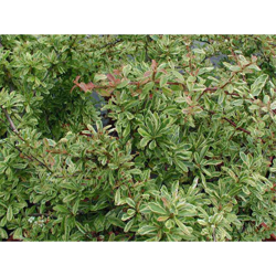 1 PIANTA PYRACANTHA NAVAHO VASO 24CM Sempreverdi e Rampicanti en oferta