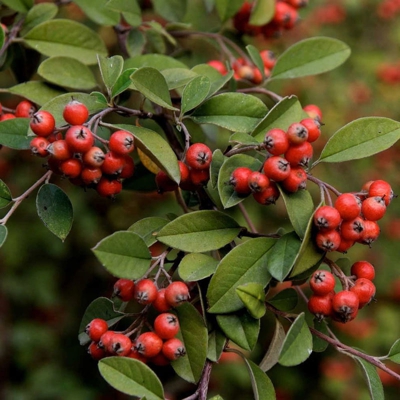 COTONEASTER COTOGNASTRO FRANCHETTI VASO 18CM Sempreverdi
