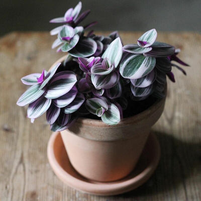 1 Pianta Di Tradescantia Nanouk Vaso 12Cm Da Interno