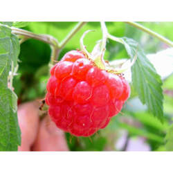 Lampone Glen Prosen (1 Pianta) en oferta