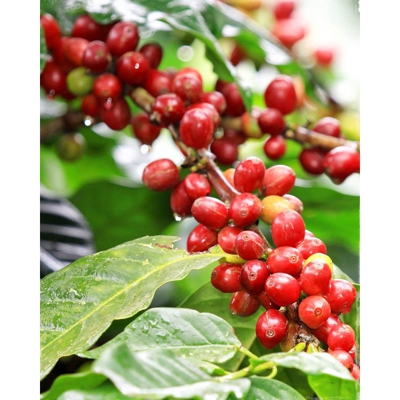 1 Pianta Di Coffea Arabica Pianta Del Caffè In Vaso 12Cm