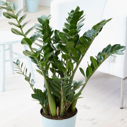 1 Pianta Di Zamioculcas In Vaso 19Cm Da Interno Appartamento precio