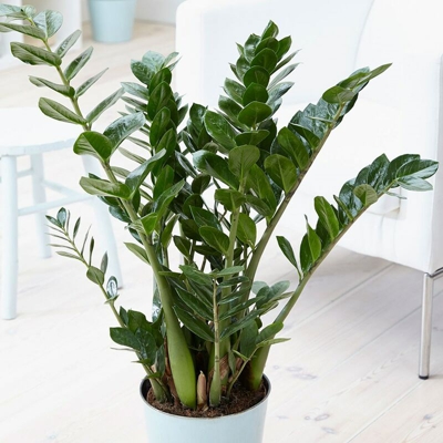 1 Pianta Di Zamioculcas In Vaso 19Cm Da Interno Appartamento