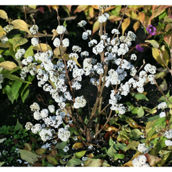 1 Pianta Di Callicarpa Snowstar Vaso Da 19Cm en oferta