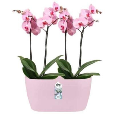 Elho Fioriera Per Orchidee Brussels Orchid Duo 25Cm Soft Pink
