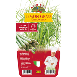 1 PIANTA IN VASO Ø14CM DI LEMON GRASS CITRONELLA ORTOMIO orto precio