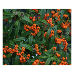 1 PIANTA PYRACANTHA NAVAHO VASO 18CM Sempreverdi e Rampicanti características