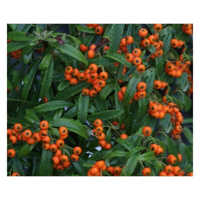 1 PIANTA PYRACANTHA NAVAHO VASO 18CM Sempreverdi e Rampicanti