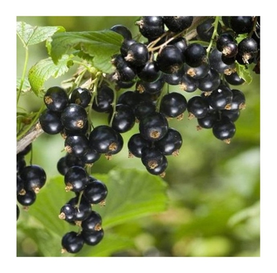 1 Pianta Di Ribes Nero Noire De Bourgogne Maturazione Precoce A Giugno