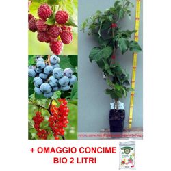 Kit 3 Piante Profumi Del Bosco Lampone Ribes Mirtillo + Omaggio Concime Bio 2L precio
