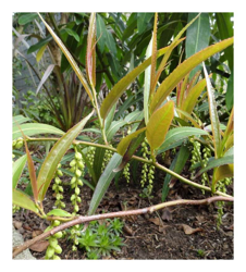 1 Pianta Di Stachyurus Salicifolia Vaso 17Cm Rarissima en oferta