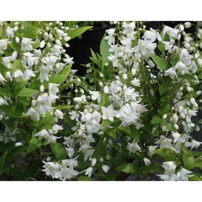 1 PIANTA DEUTZIA GRACILIS BIANCA VASO 18CM Caducifoglia