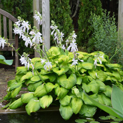 1 Pianta Di Hosta Guacemole In Vaso 17Cm Perenne Aiuole Giardino precio