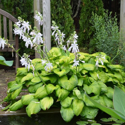 1 Pianta Di Hosta Guacemole In Vaso 17Cm Perenne Aiuole Giardino