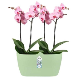 Elho Fioriera Per Orchidee Brussels Orchid Duo 25Cm Soft Green en oferta