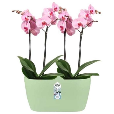 Elho Fioriera Per Orchidee Brussels Orchid Duo 25Cm Soft Green