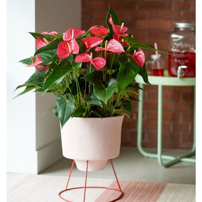 1 PIANTA DI ANTHURIUM MAINE ROSA IN VASO 17CM DA INTERNO APPARTAMENTO anturio