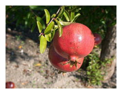 Melograno 1 Pianta Produce Frutti Grossi características