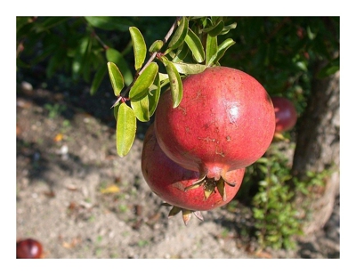 Melograno 1 Pianta Produce Frutti Grossi