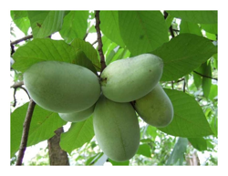 1 Pianta Di Asimina Triloba Banano Di Montagna Del Nord características