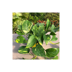 1 Pianta Di Scindapsus Aureus Vaso 20Cm Pianta Da Appartamento Purifica L'Aria precio