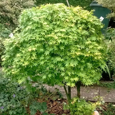 1 Pianta Di Acero Verde Ad Ombrello In Vaso 22Cm
