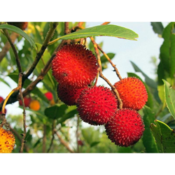 1 Pianta di Corbezzolo Arbutus Unedo características